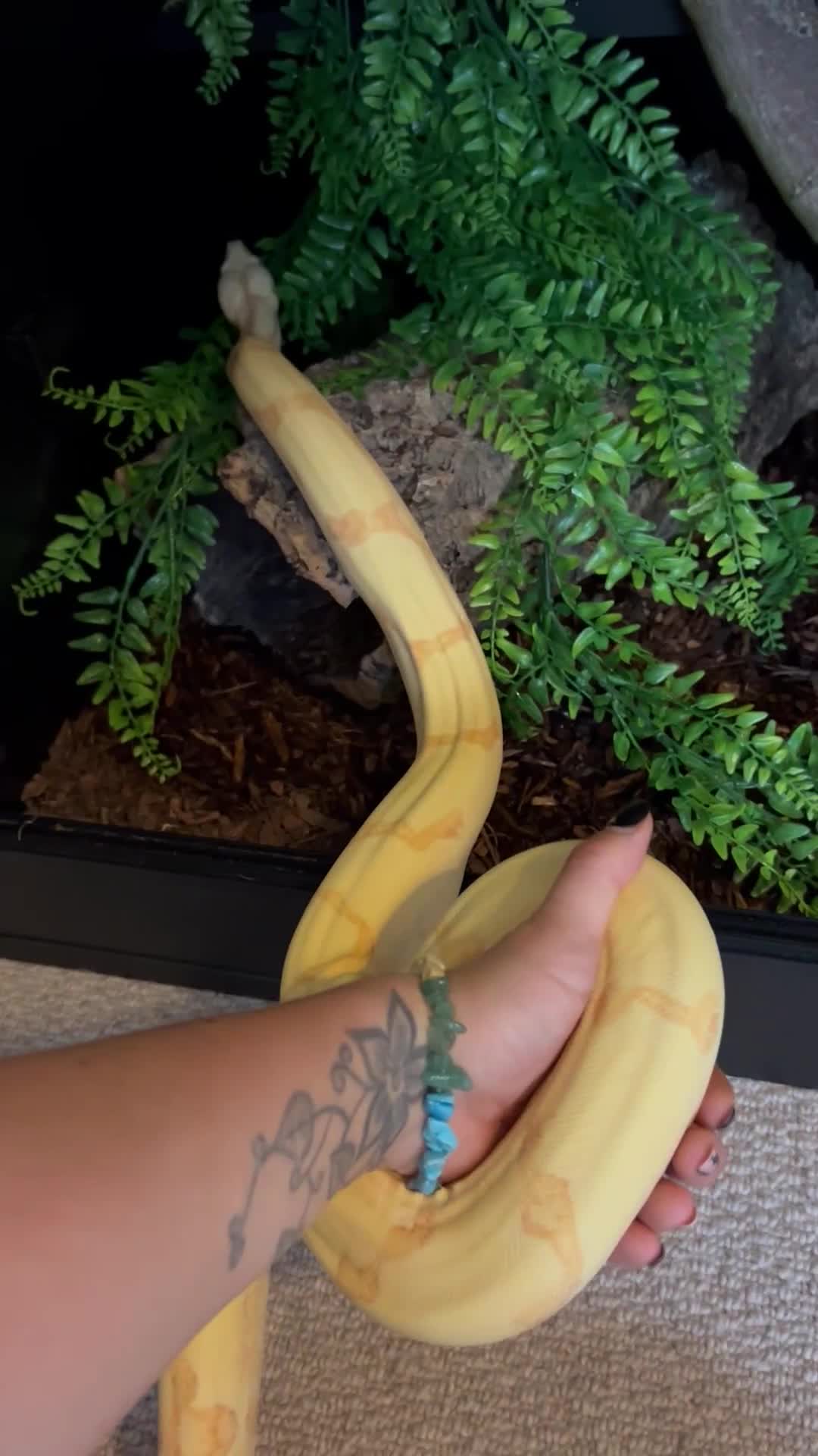 Boa Snake reptiles for sale: Sunglow Boa Constrictor  - Video 1