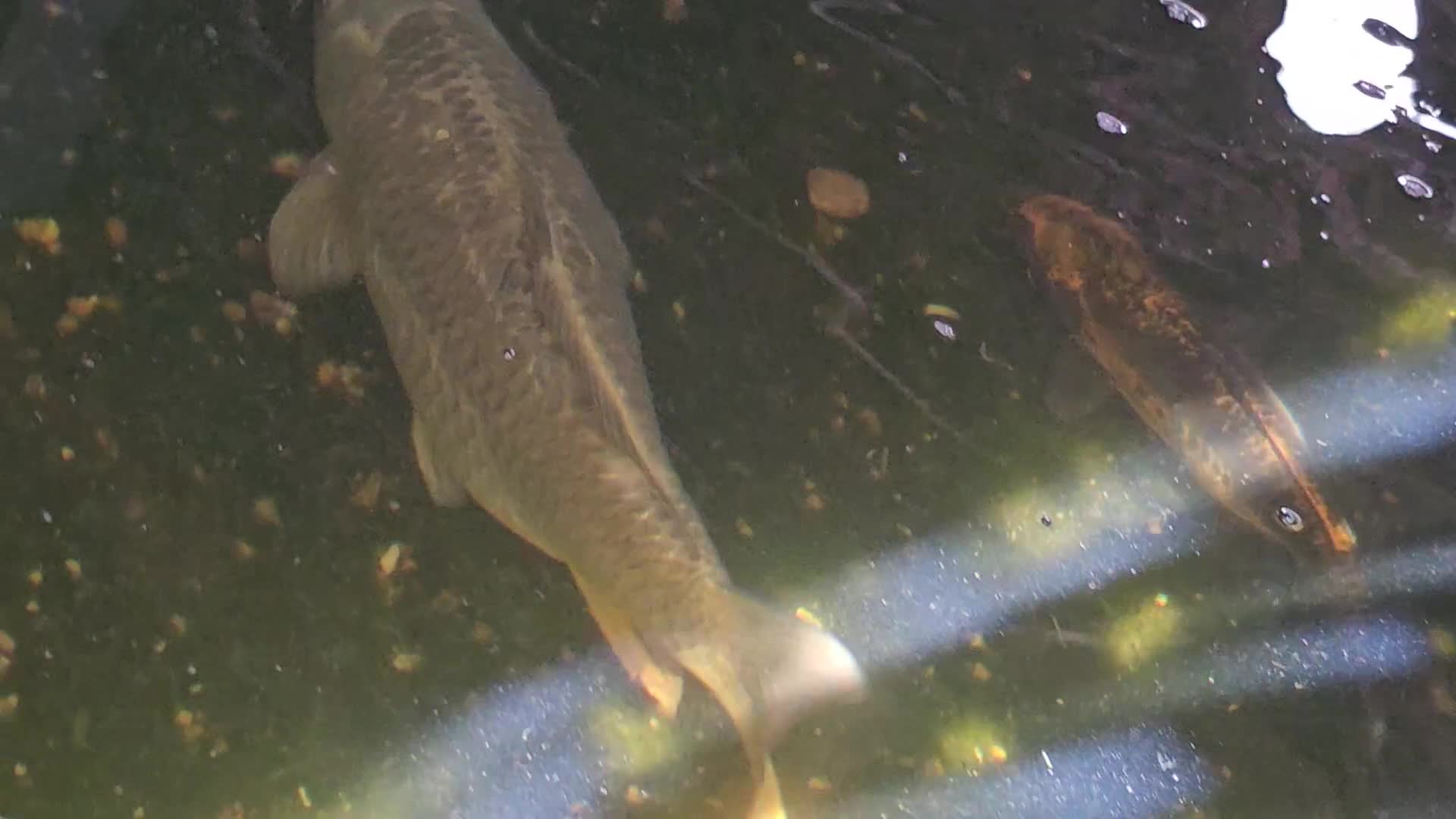 Koi Carp fish for sale: Closing down my ponds. - Video 1