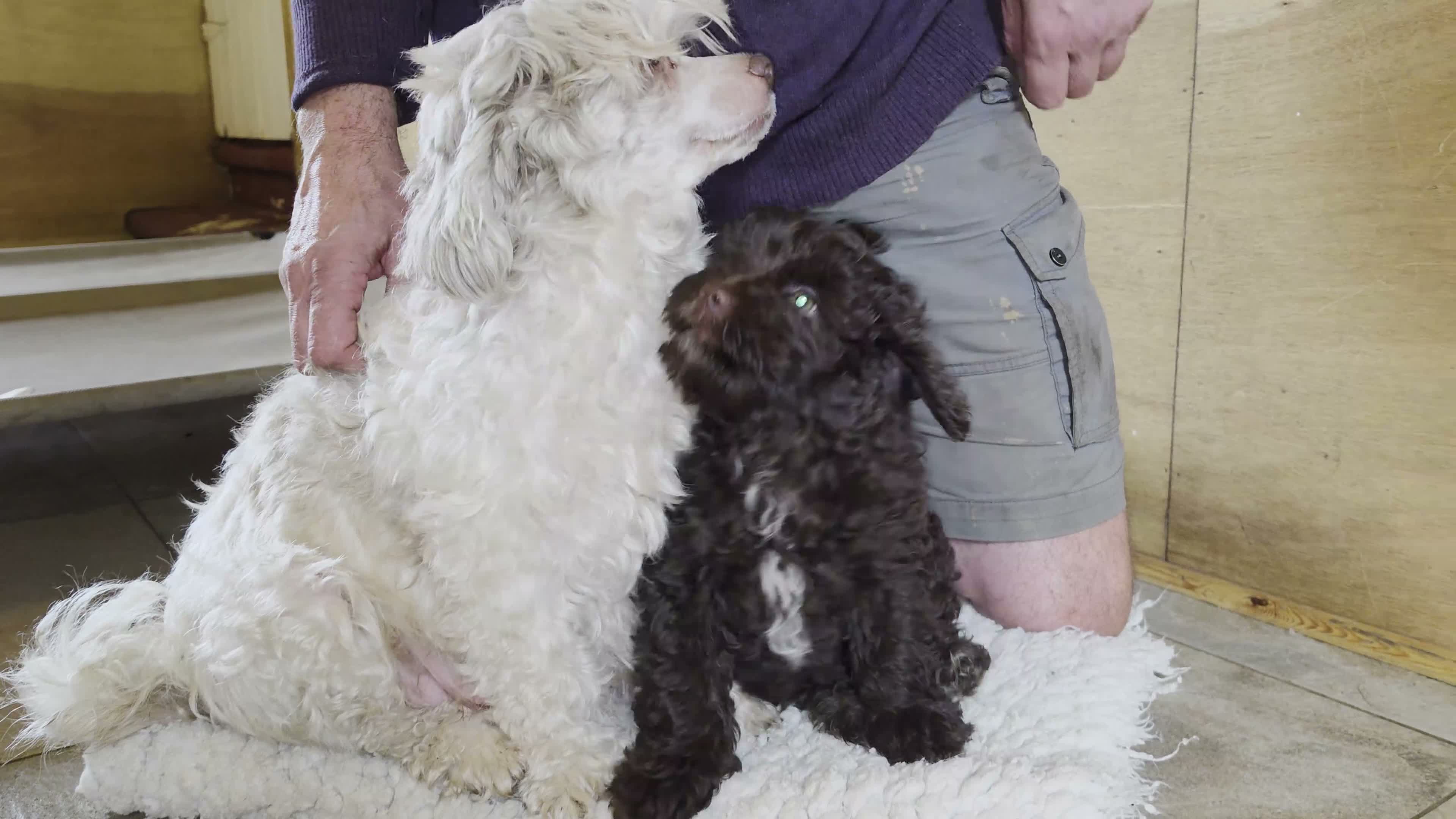 Shihpoo dogs for sale: Chocolate Shihpoo. Ready for his new family now!  - Video 1