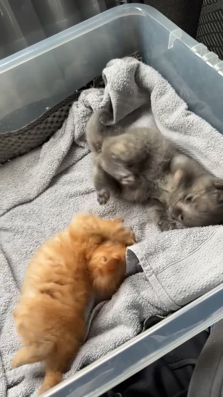 Mixed Breed cats for sale: beautiful male and female kittens 🩵🩷 - Video 1
