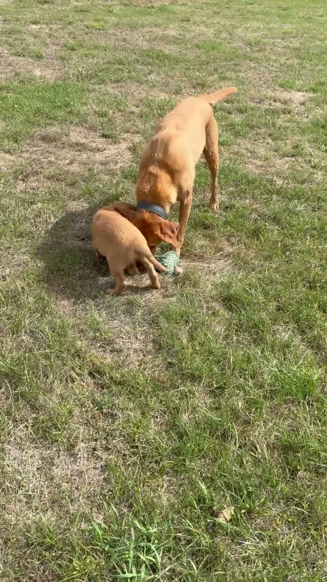 Labrador Retriever dogs for sale: Red Fox Labrador  in Chippenham - Video 2