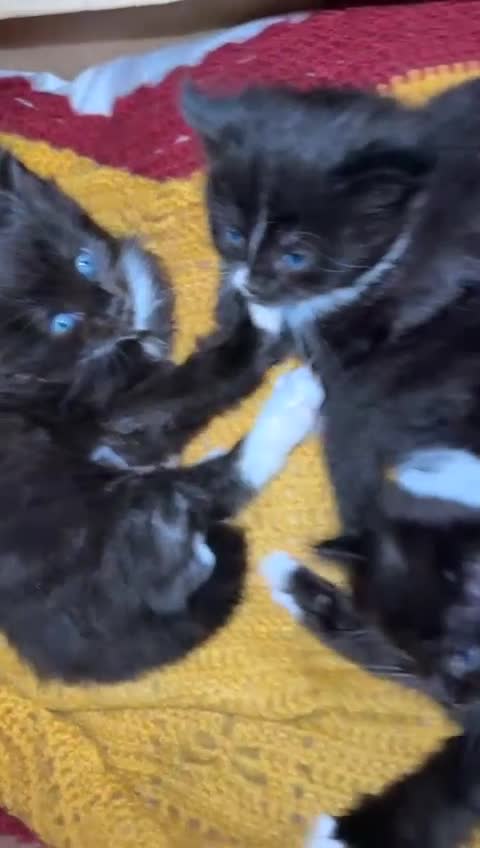 Mixed Breed cats for sale: 4 Beautiful TUXEDO Kittens Available <3 - Video 1
