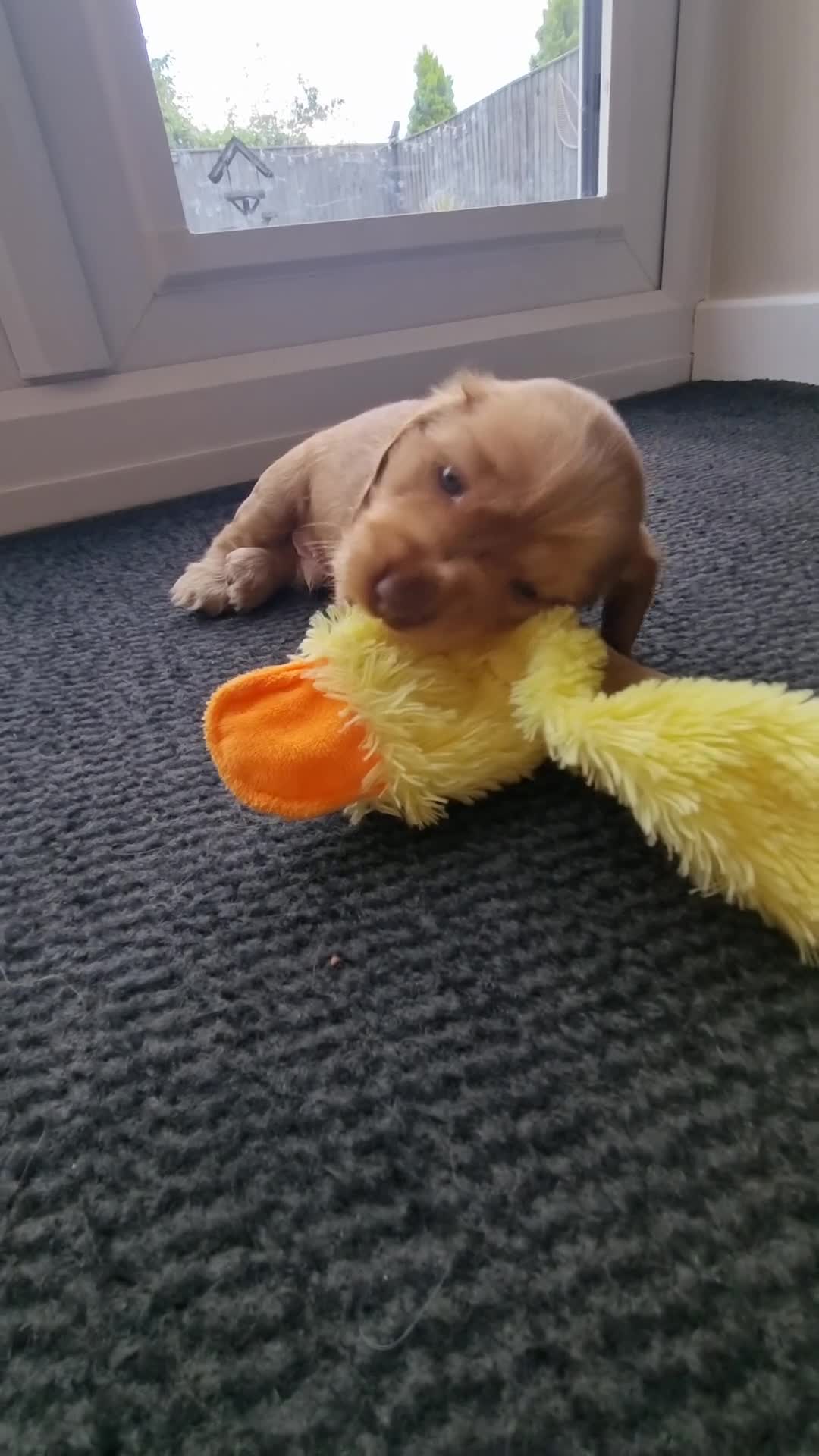 Cocker Spaniel dogs for sale: KC Registered Show cockers  - Video 2