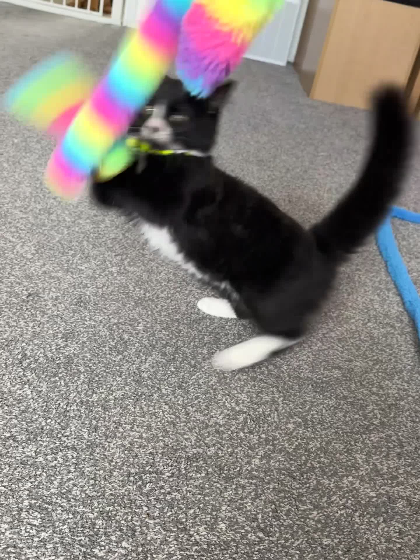 British Longhair cats for sale: Beautiful Felix for rehome - Video 1