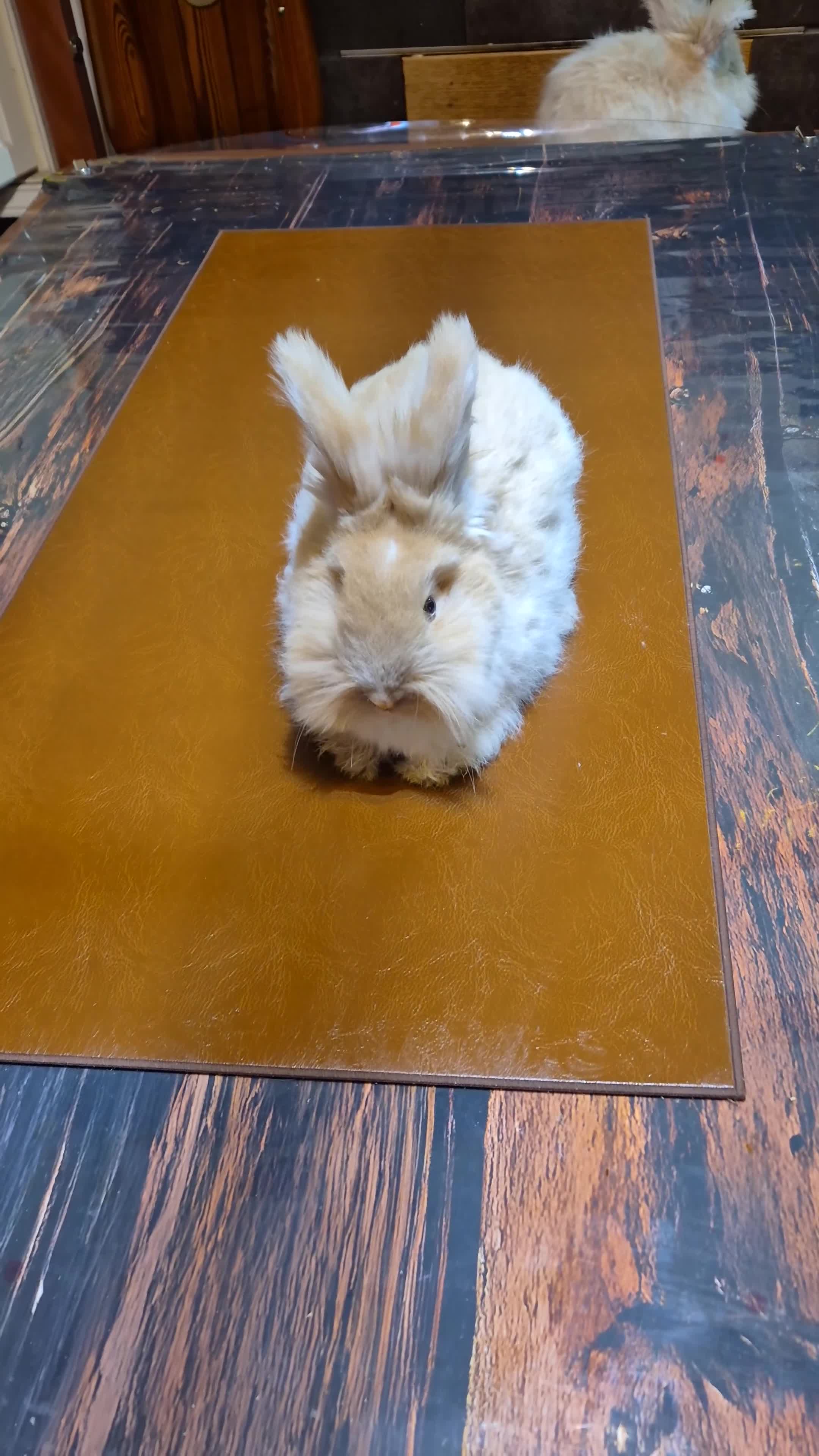 Angora rabbits for sale: Gorgeous Angora Rabbits, Pure Bred Full Faced. - Video 1