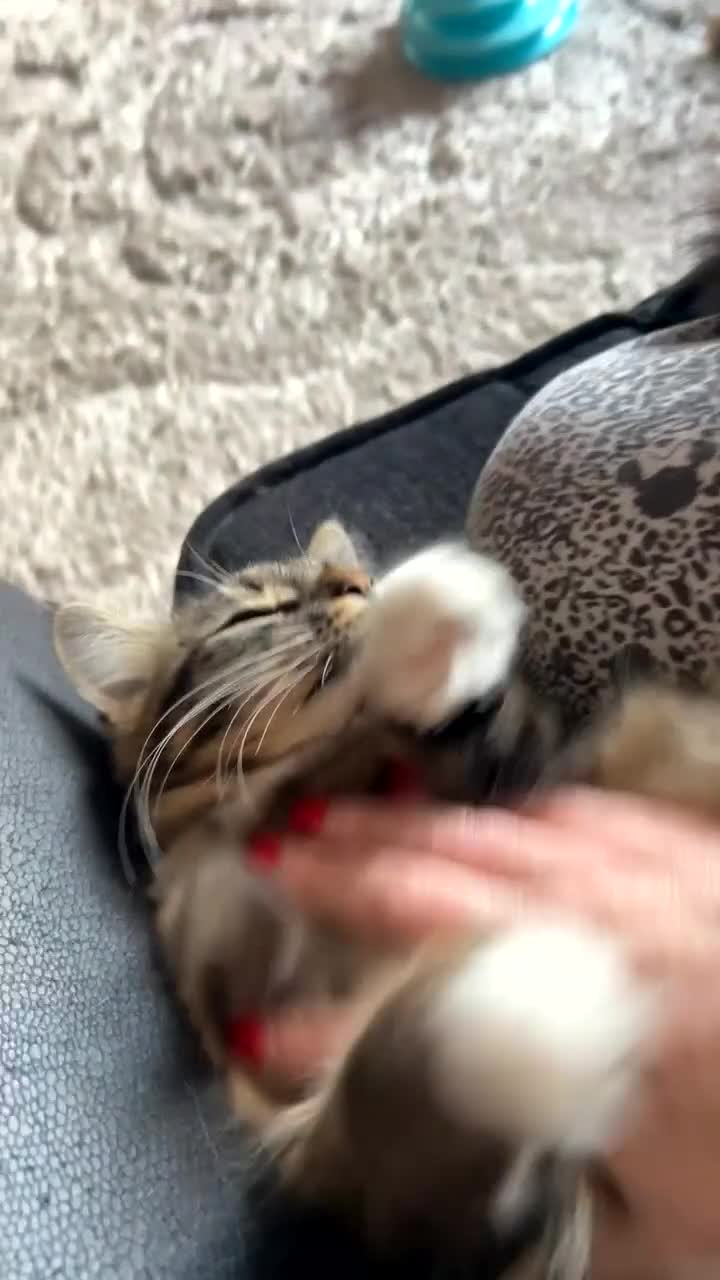 Mixed Breed cats for sale: Maine Coon cross female  - Video 1