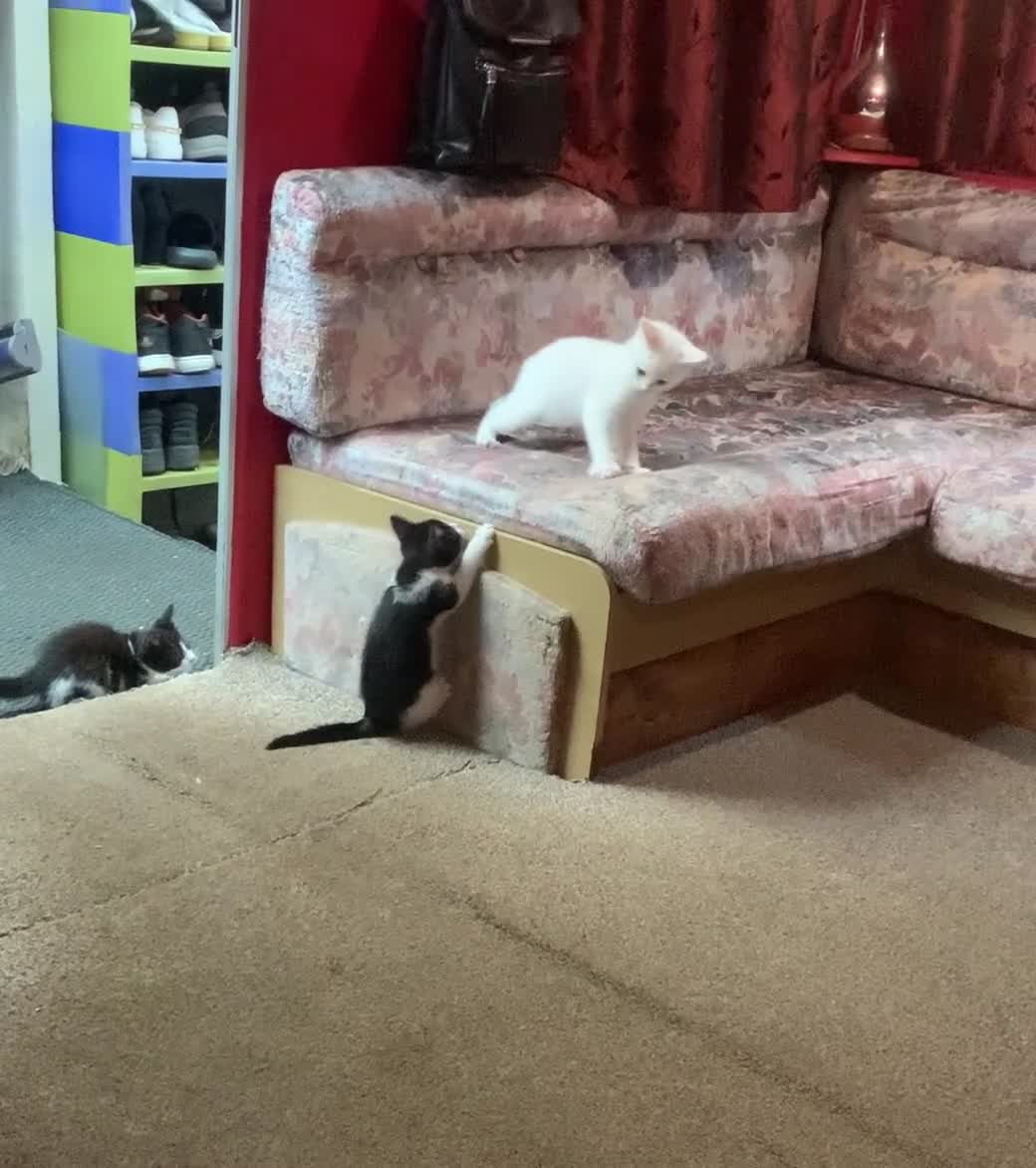 Mixed Breed cats for sale: Last two cuddly kittens - Video 3