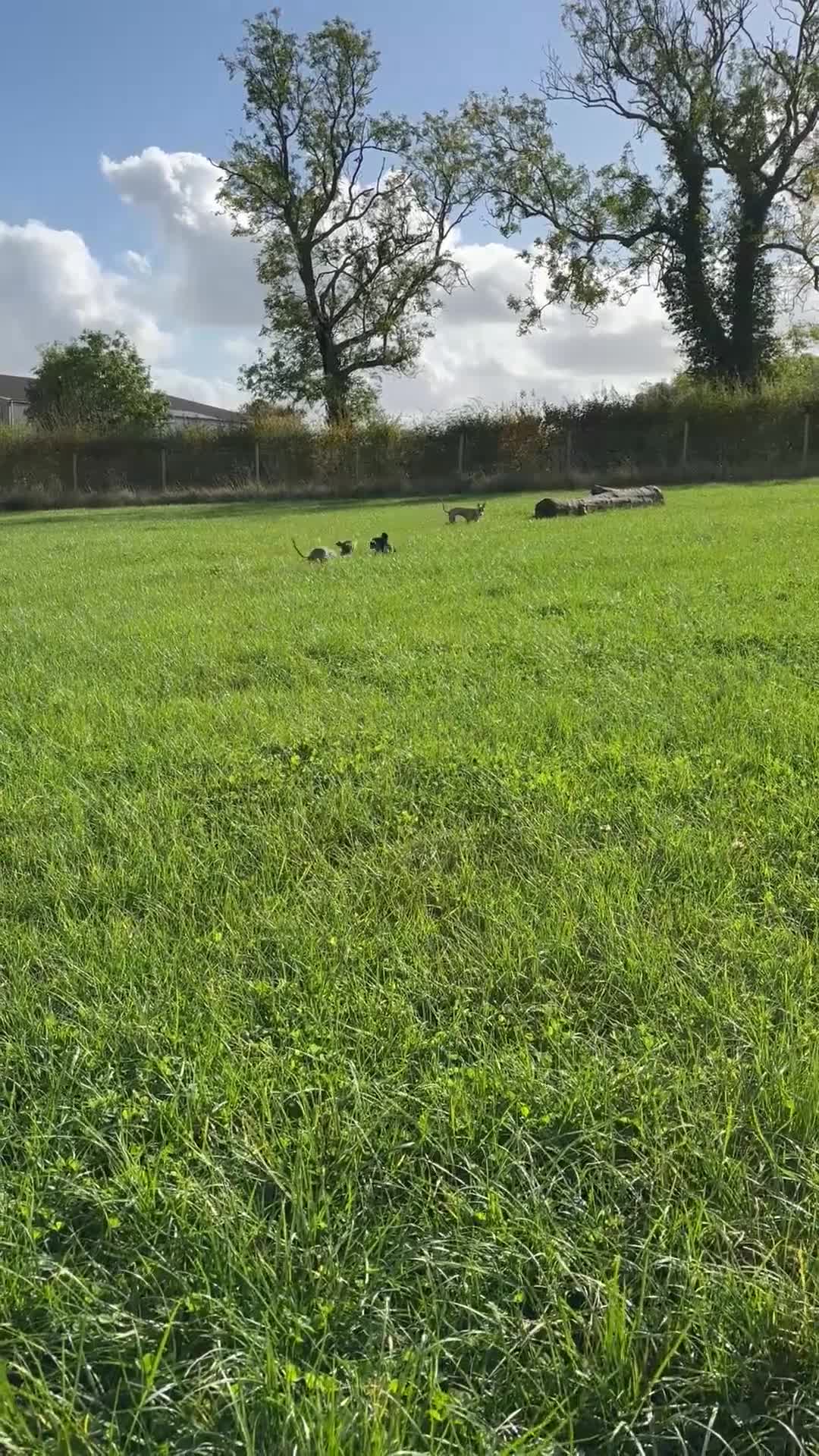 Whippet dogs for sale: Loving Brindle KC Reg Whippet boy - Video 1