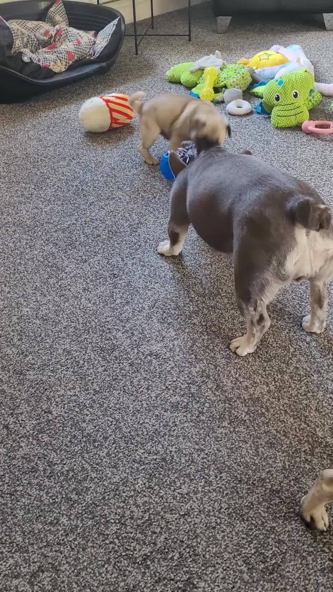 Frug dogs for sale: Male frug puppy left reduced £700 - Video 3
