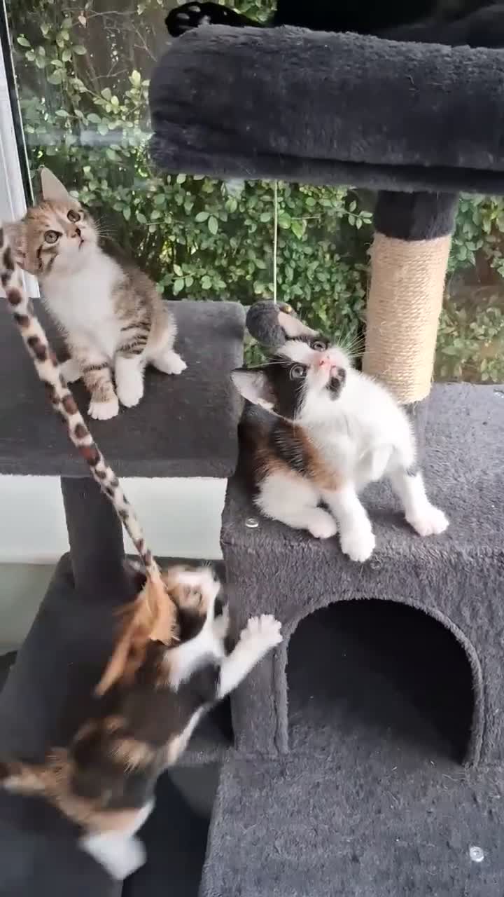 Mixed Breed cats for sale: RARE Tabico kittens 😻 Calico Tabbies  - Video 1