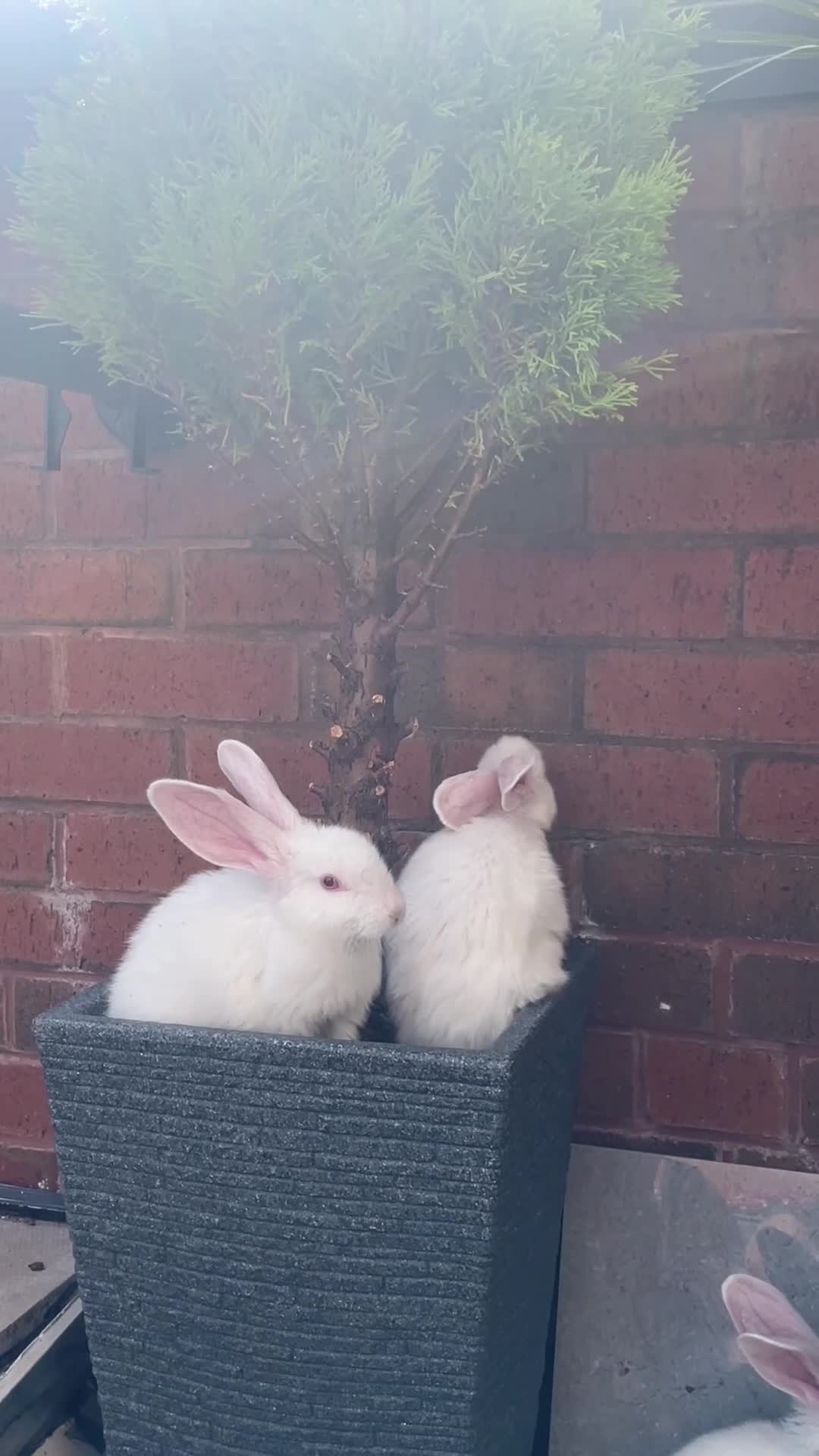 New Zealand rabbits for sale: White Albino New Zealand’s for sale  in Dewsbury - Video 1