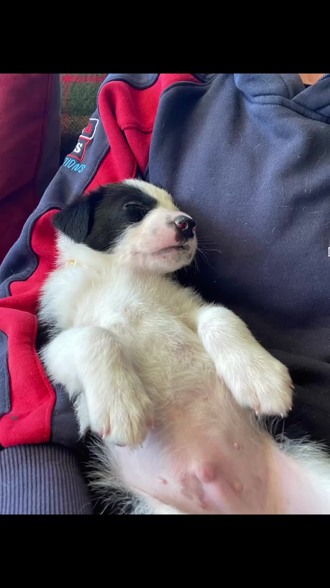Mixed Breed dogs for sale: Border Collie Cross Pups ready for forever homes in Cairndow - Video 4