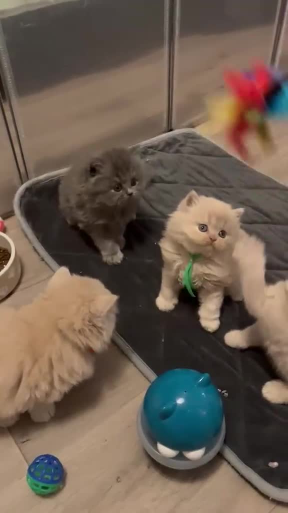 British Shorthair cats for sale: British shorthair and longhair kittens  - Video 1