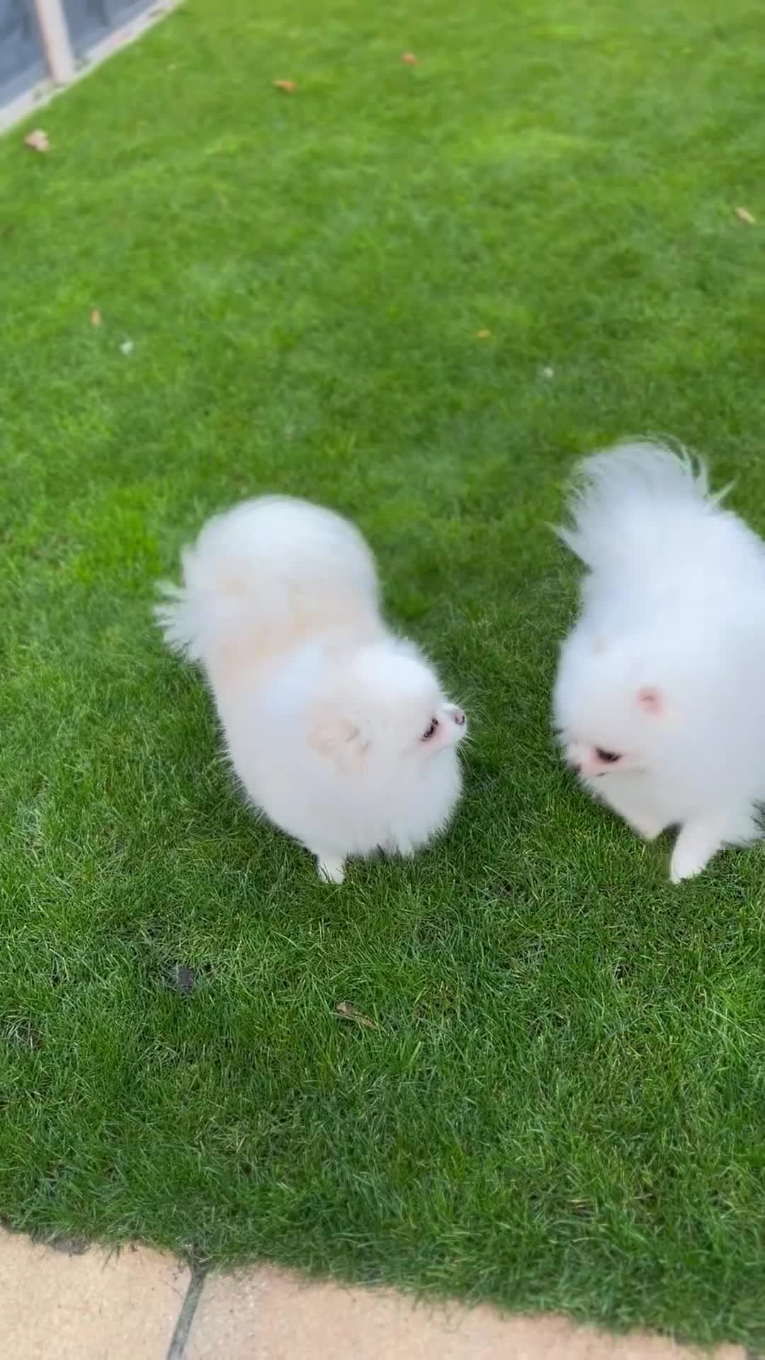 Pomeranian dogs for sale: Stunning Pomeranian Females KC reg. Russian lines - Video 3