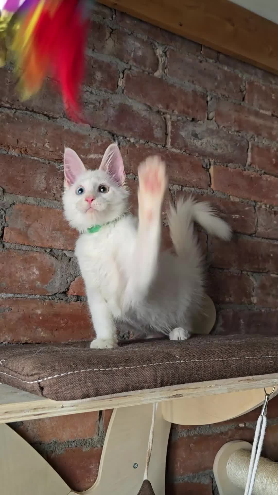 Maine Coon cats for sale: Reduced price- Last 2x Kittes - TICA MaineCoon - Video 3