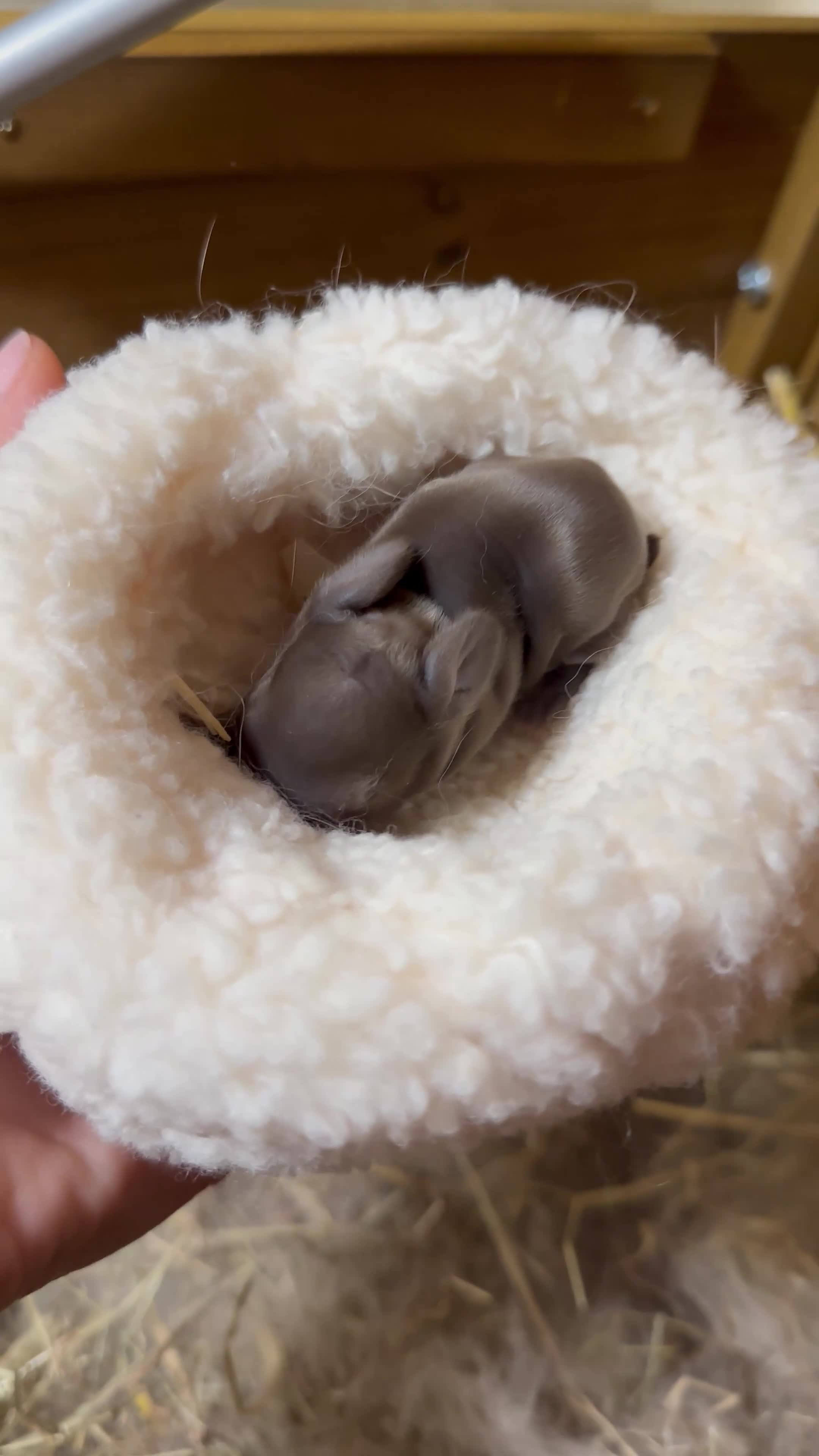 Mini Lop rabbits for sale: I have 6 mini lops babies ready to reserve  - Video 1