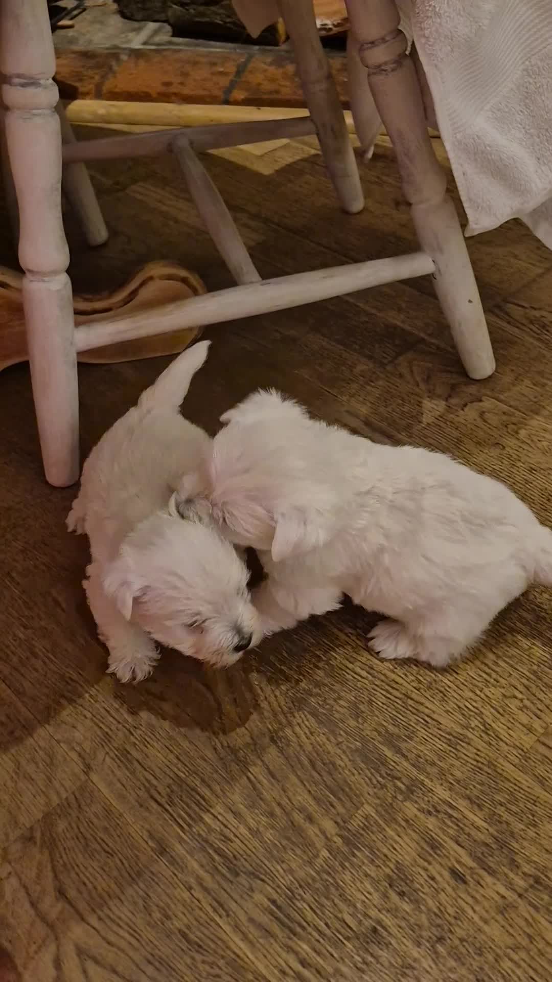 West Highland Terrier dogs for sale: 3 gorgeous Westie boys - "Ron, Fred & George" - Video 1