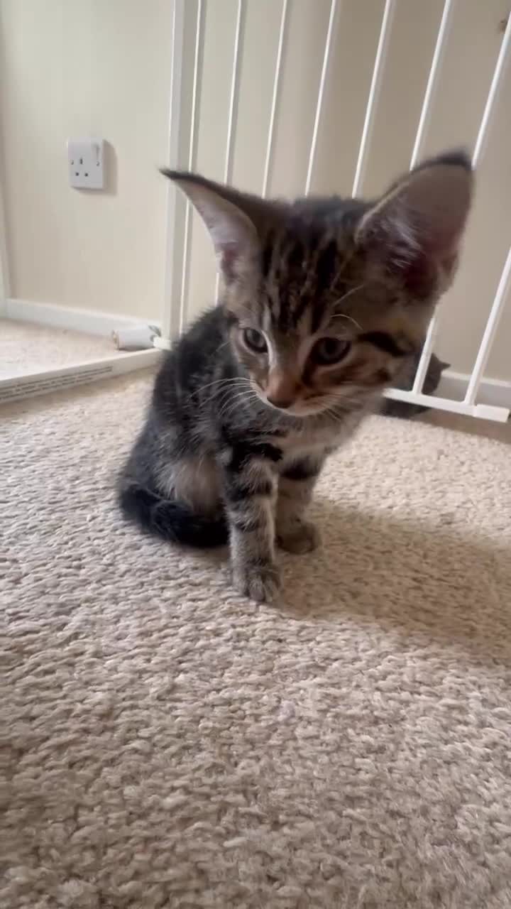 British Shorthair cats for sale: Beautiful tabby male - Video 1