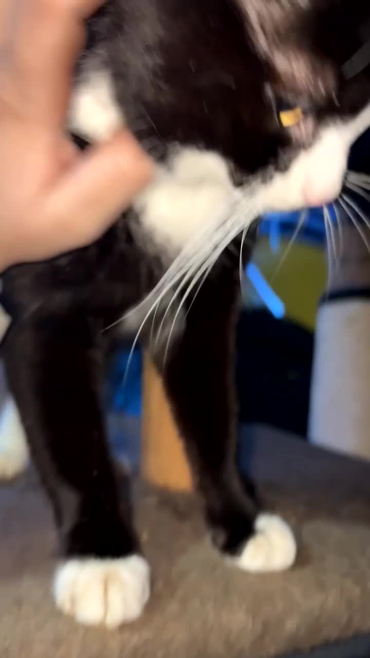 Domestic Shorthair cats for sale: Rescue cats- 60 in total, kittens/ adults🧡🙏 - Video 5