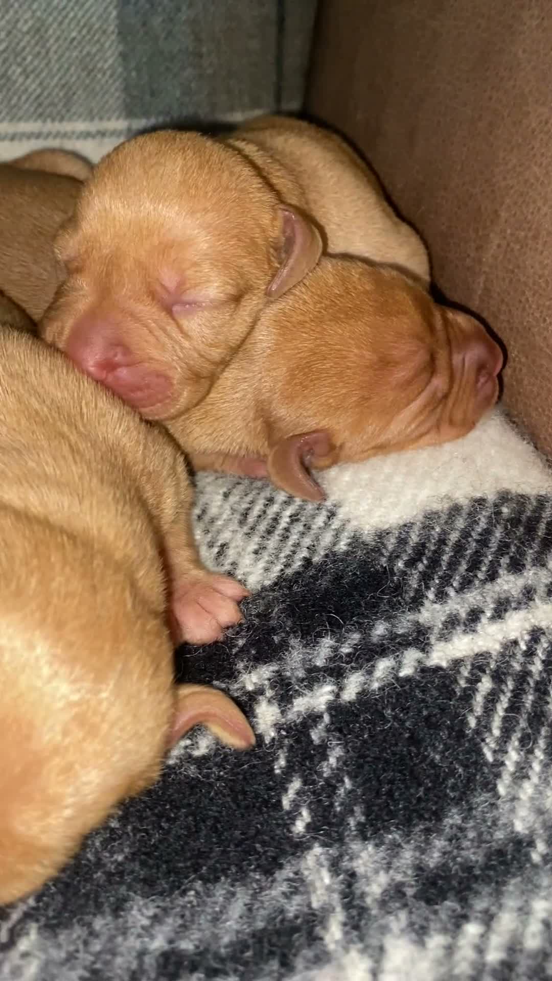 Hungarian Vizsla dogs for sale: Stunning litter of Hungarian Vizsla pups.  - Video 1