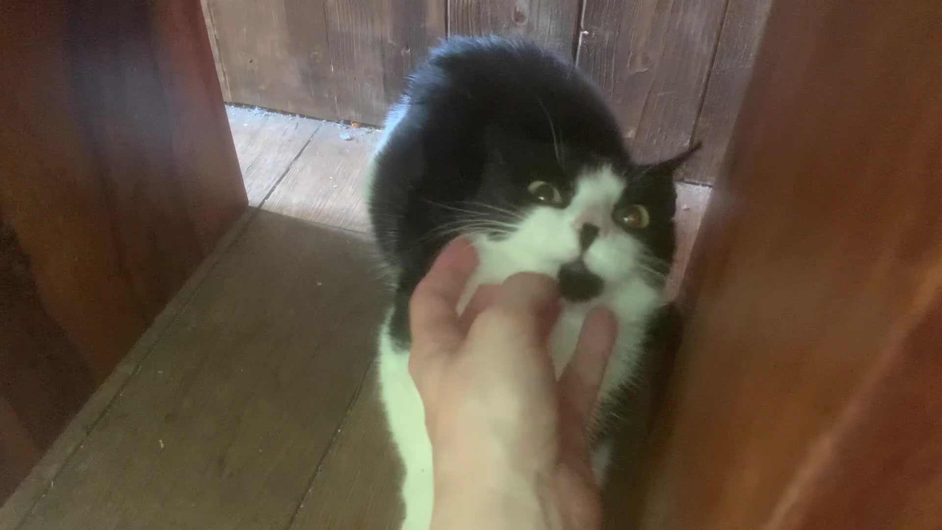 Mixed Breed cats for sale: Black and White Tiny Cat  - Video 1