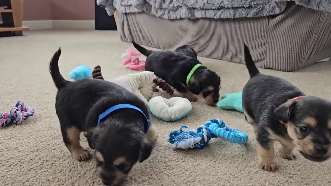 Jackapoo dogs for sale: Jackapoo Puppies - Video 2
