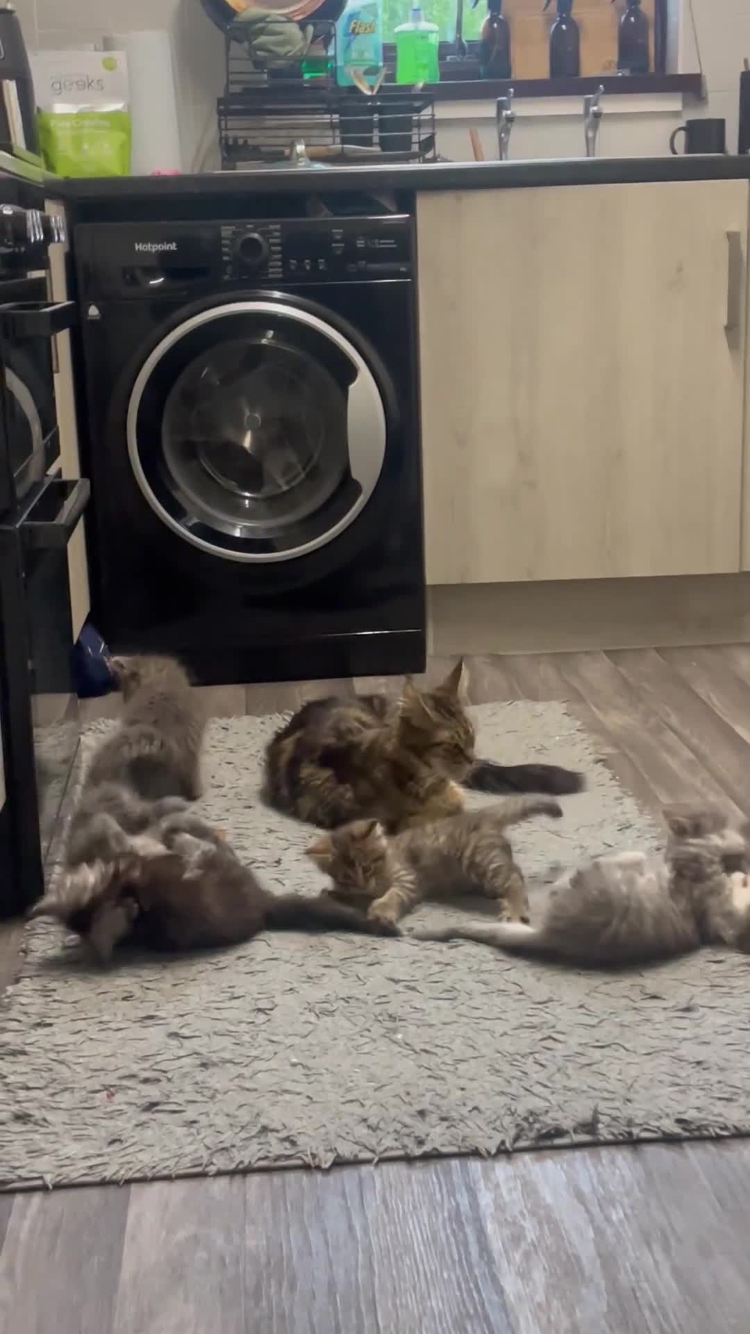 Maine Coon cats for sale: MAINE COON  - Video 1