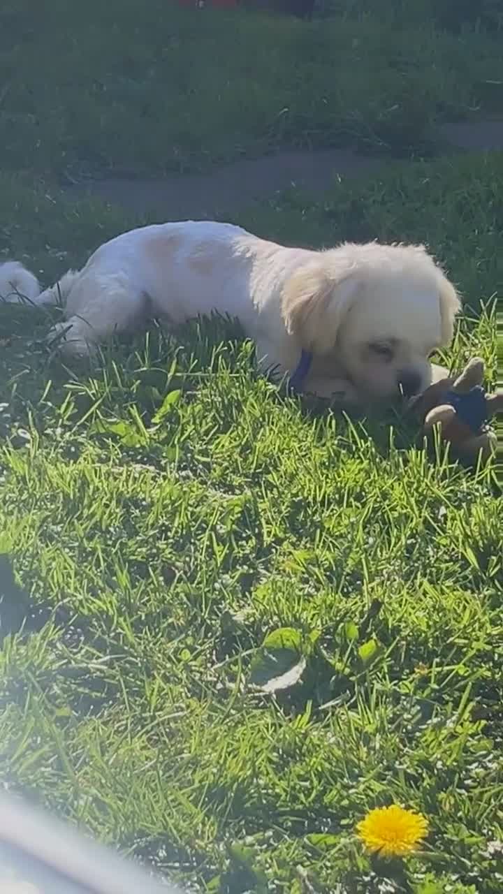 Shih Tzu dogs for sale: Lovelly Shih czu  in Stoke-on-Trent - Video 1