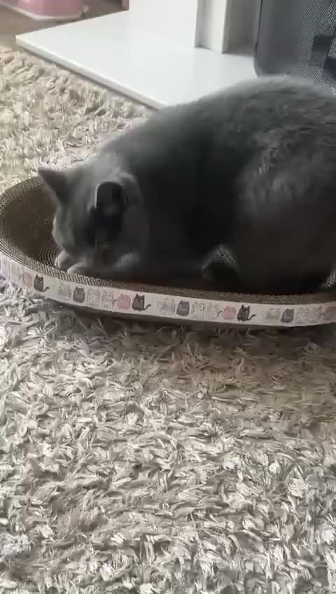 British Shorthair cats for sale: British shorthair cat - Video 1