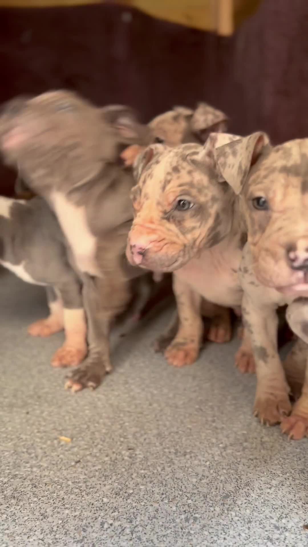 Mixed Breed dogs for sale: Old English cross, cane corsa  - Video 1