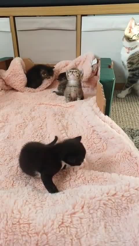 Mixed Breed cats for sale: X3 BEAUTIFUL KITTENs - Video 2