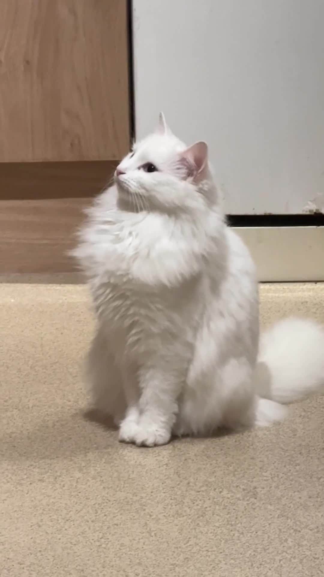 Turkish Angora cats for sale: Beautiful Female Turkish Angora – Indoor Only - Video 1