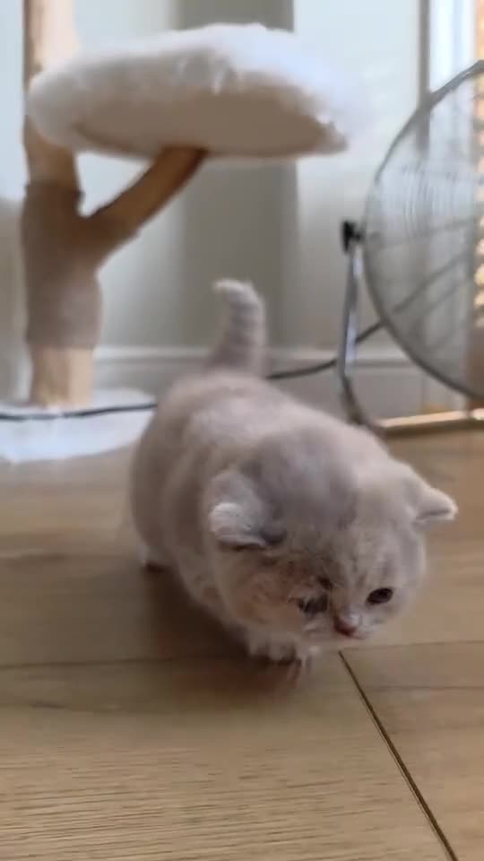 British Shorthair cats for sale: Stunning GCCF British Shorthair Kittens  - Video 1