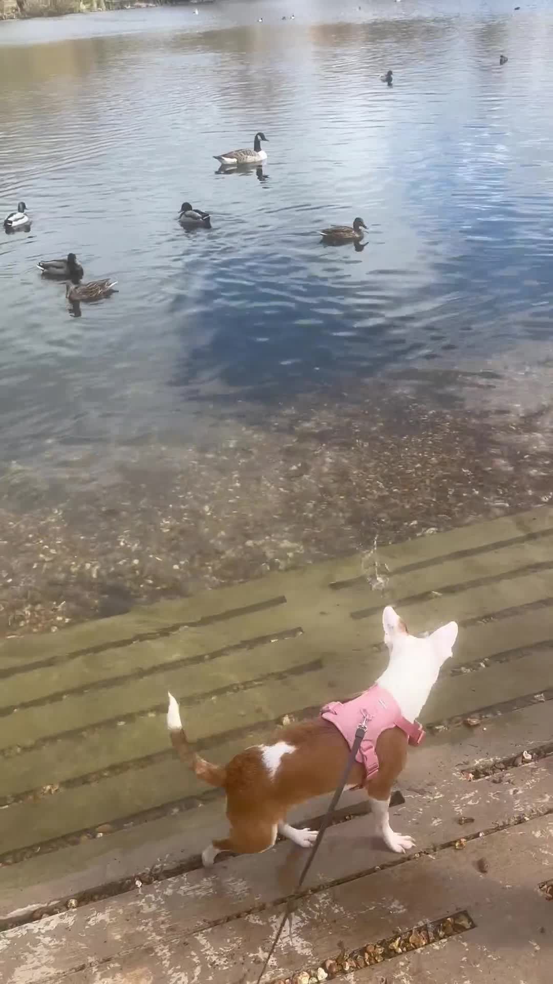 Mixed Breed dogs for sale: 10 month Jack Russell x Parson  - Video 1