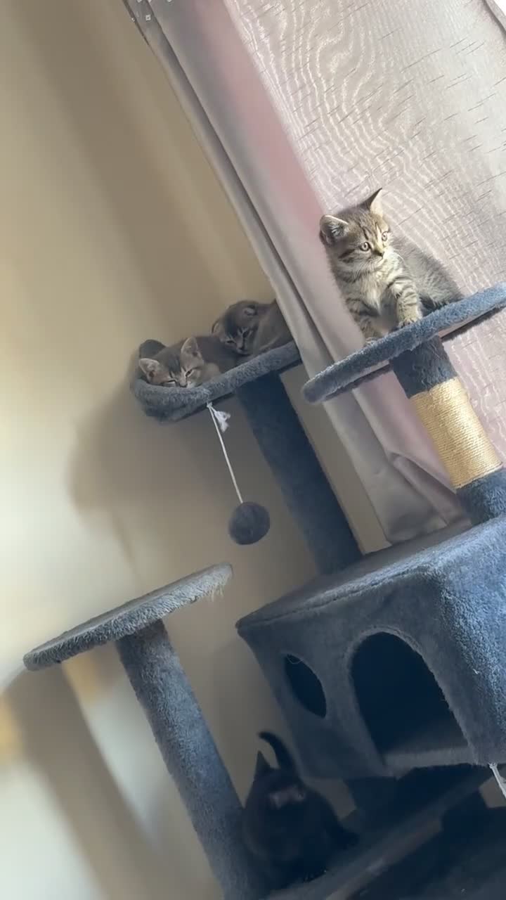 British Shorthair cats for sale: BSH X Scottish  - Video 1