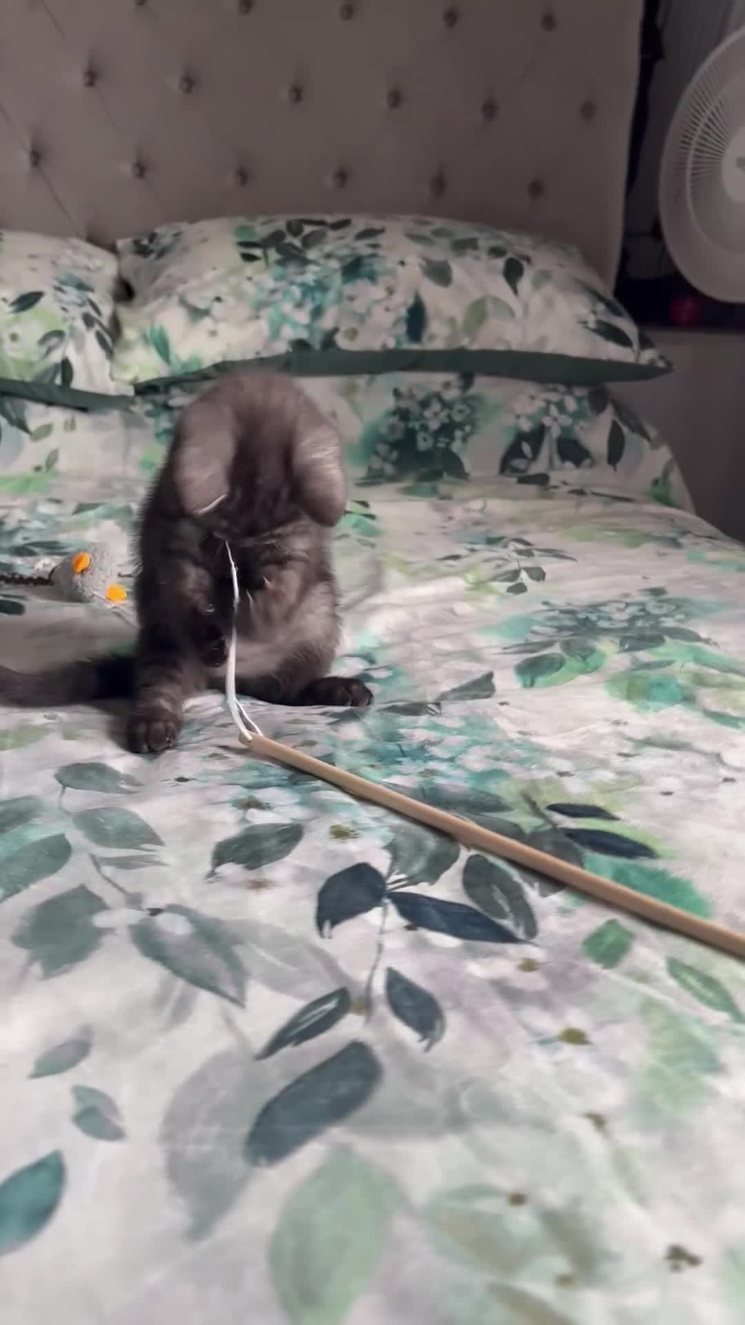 Scottish Fold cats for sale: 🐾Last 3 Scottish Fold/Straight kittens - Video 1