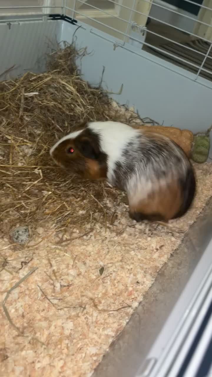 Guinea Pig rodents for sale: Male Guinea pig  - Video 1