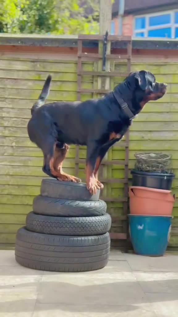 Rottweiler dogs for stud: Rottweiler HAJIMARI ROTTWEILERS  - Video 1