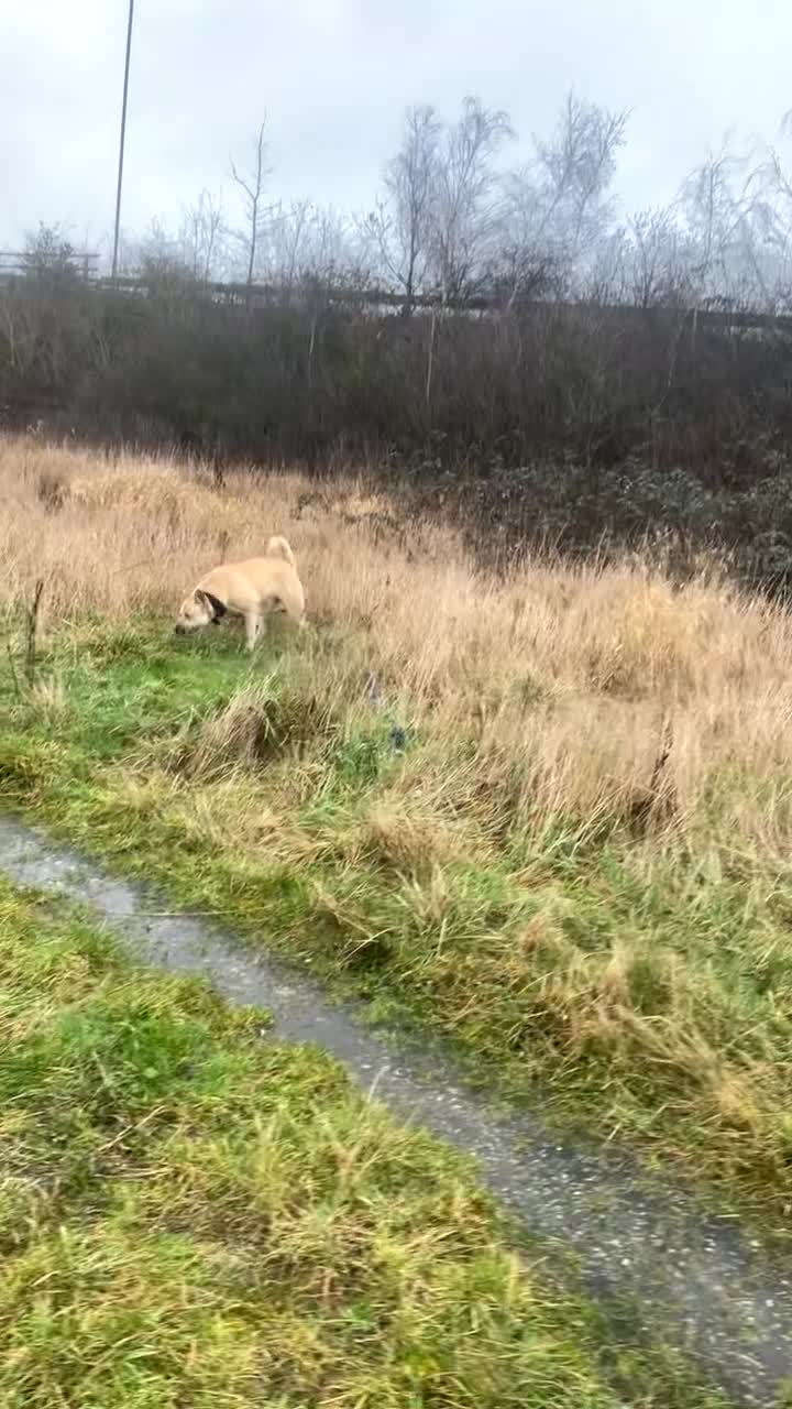 Mixed Breed dogs for sale: Male mixed breed  - Video 2