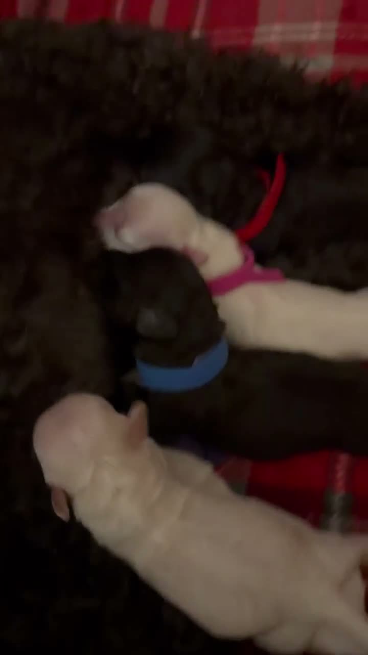 Maltipoo dogs for sale: Home raised Maltipoo puppies 2 boys, 3 girls in Chelmsford - Video 1