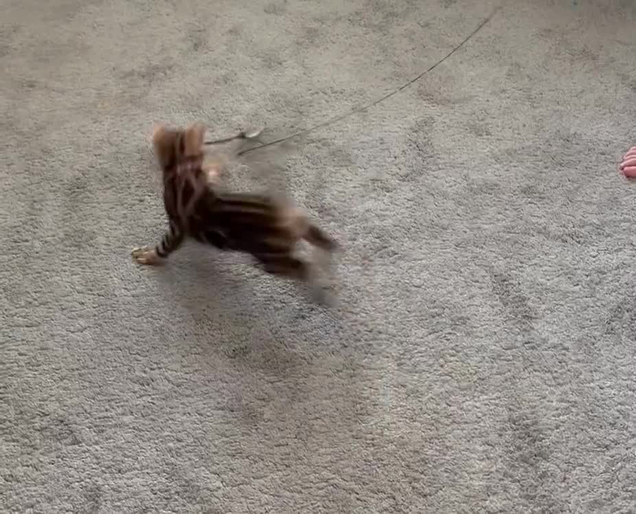 Bengal cats for sale: Stunning rosetted Bengal kittens TICA - Video 1