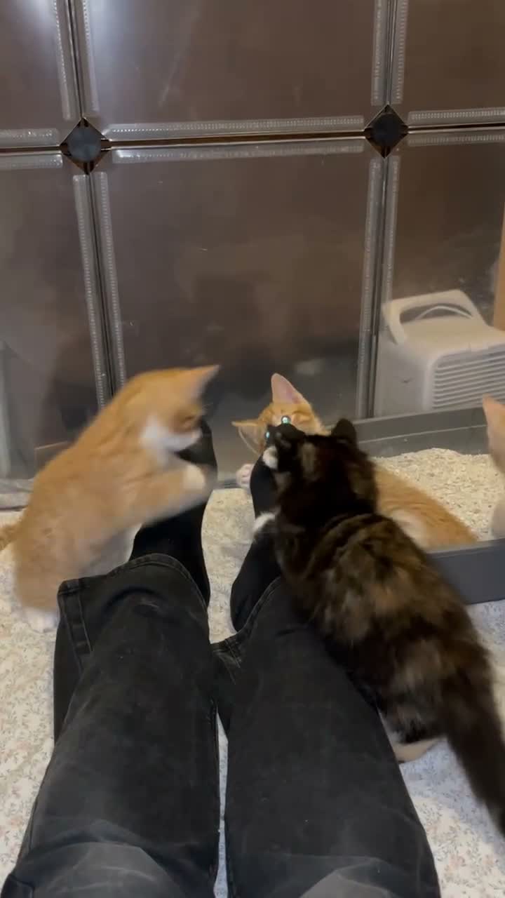 Mixed Breed cats for sale: 4 Beautiful kittens looking for living homes. - Video 1