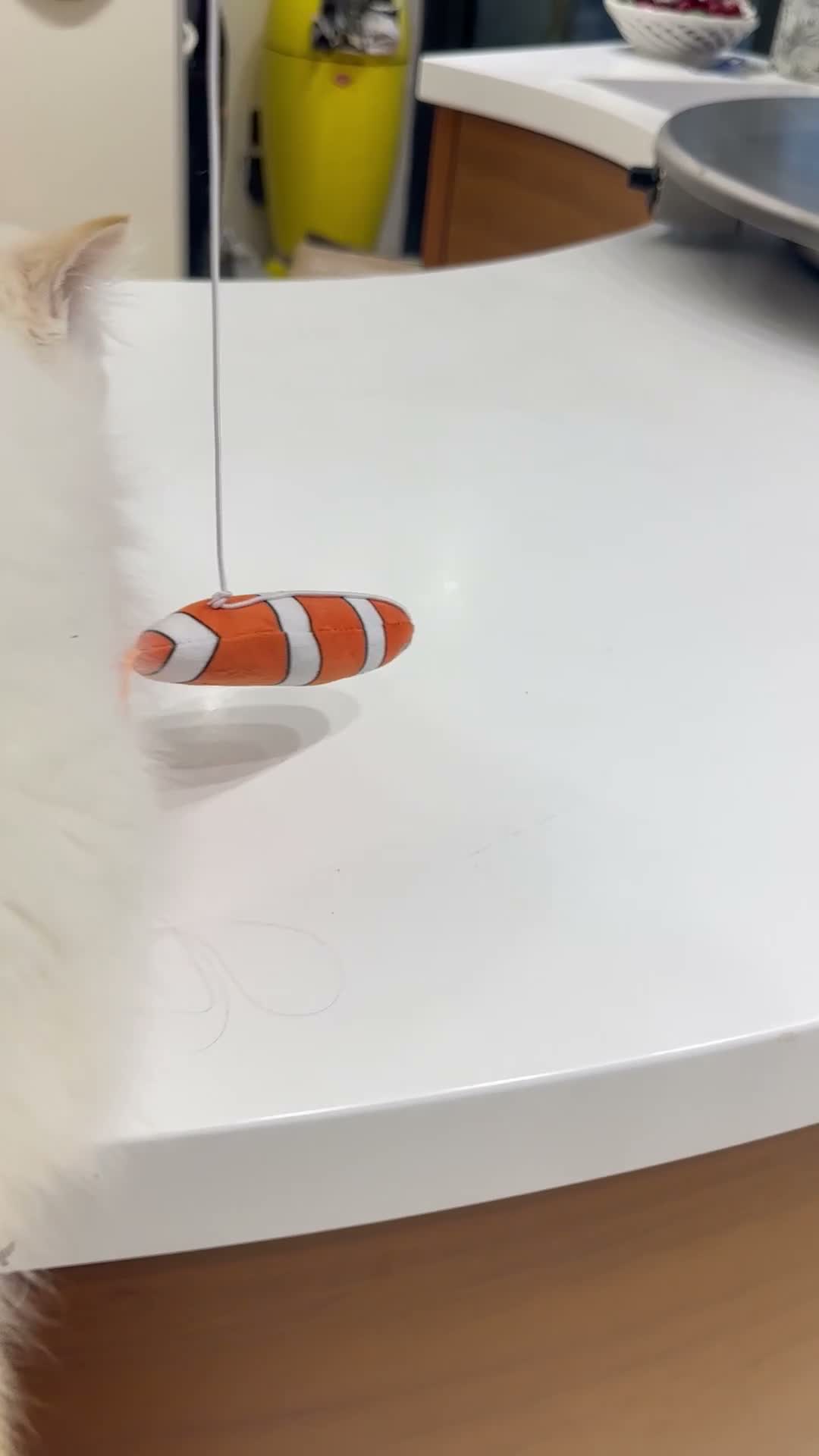Ragdoll cats for sale: Super rare cute cuddly confident ragdoll kittens in Bexhill-on-Sea - Video 2