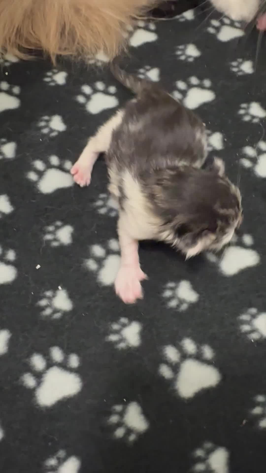 Ragdoll cats for sale: Ragdoll cross (mother is the ragdoll) kittens £350 - Video 3