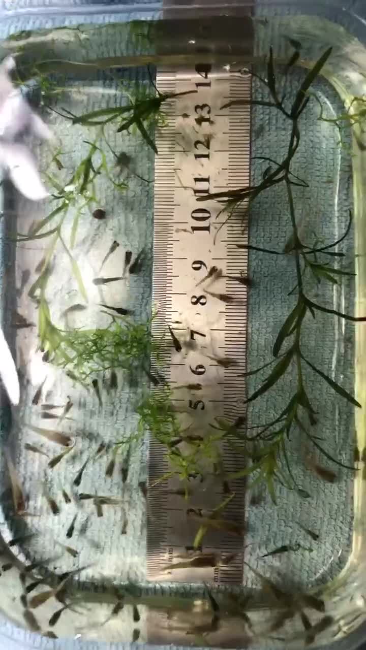 Other/Mixed Breed fish for sale: Mixed guppies 2-3 cm; guppy Fry. Fast delivery - Video 2