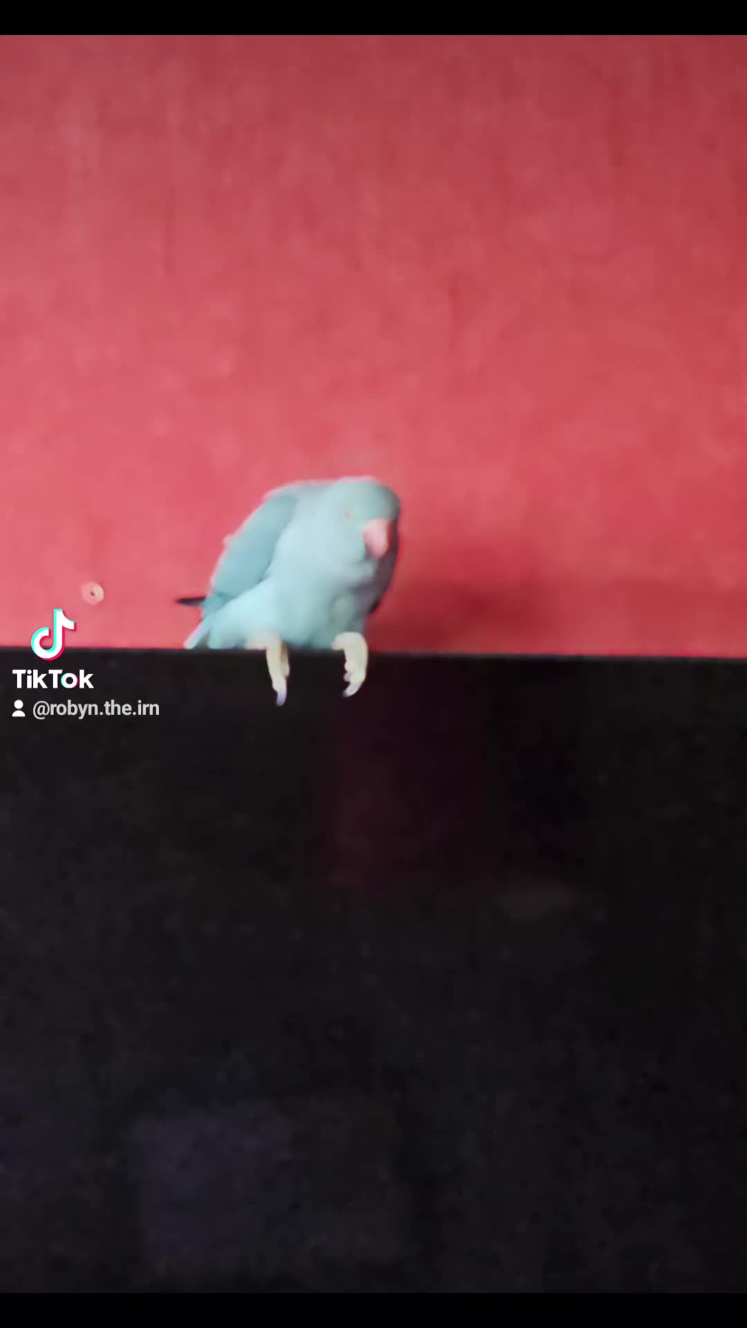 Ringnecks birds for sale: Blue girl in Rugby - Video 1