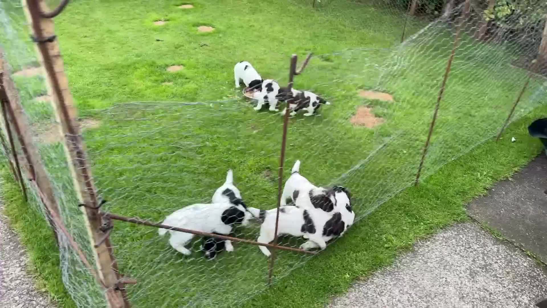 English Springer Spaniel dogs for sale: English Springer Spaniel puppies for sale. - Video 1