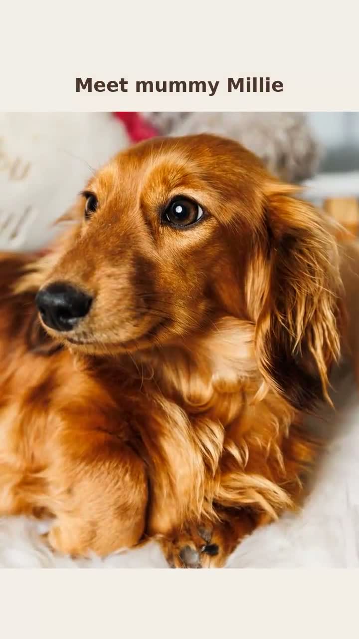 Miniature Dachshund dogs for sale: Beautiful Long-Haired Miniature Dachshund Puppies  - Video 1