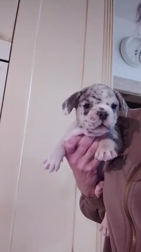 French Bulldog dogs for sale: 😍 Beautiful french bulldog puppies 🥰 - Video 3