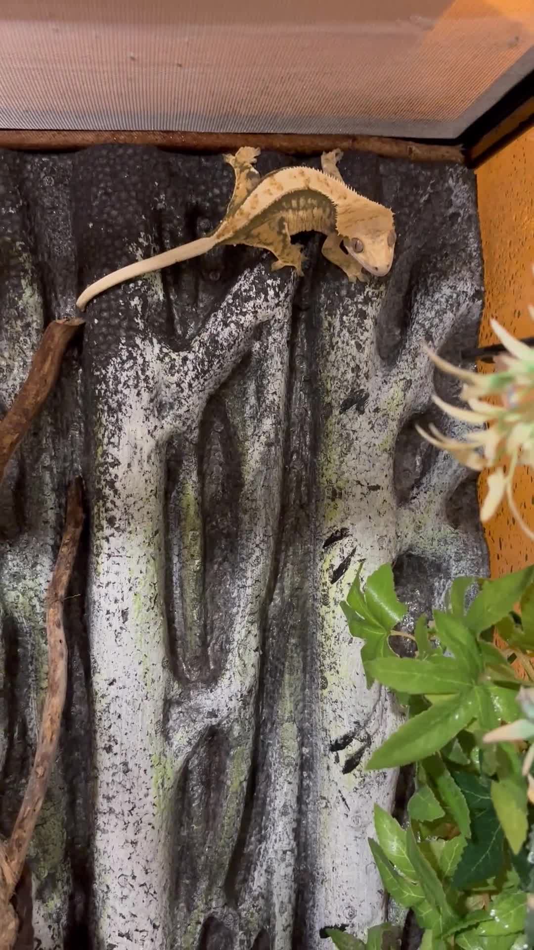 Gecko reptiles for sale: FEMALE CRESTED GECKO FOR SALE in Stroud - Video 1